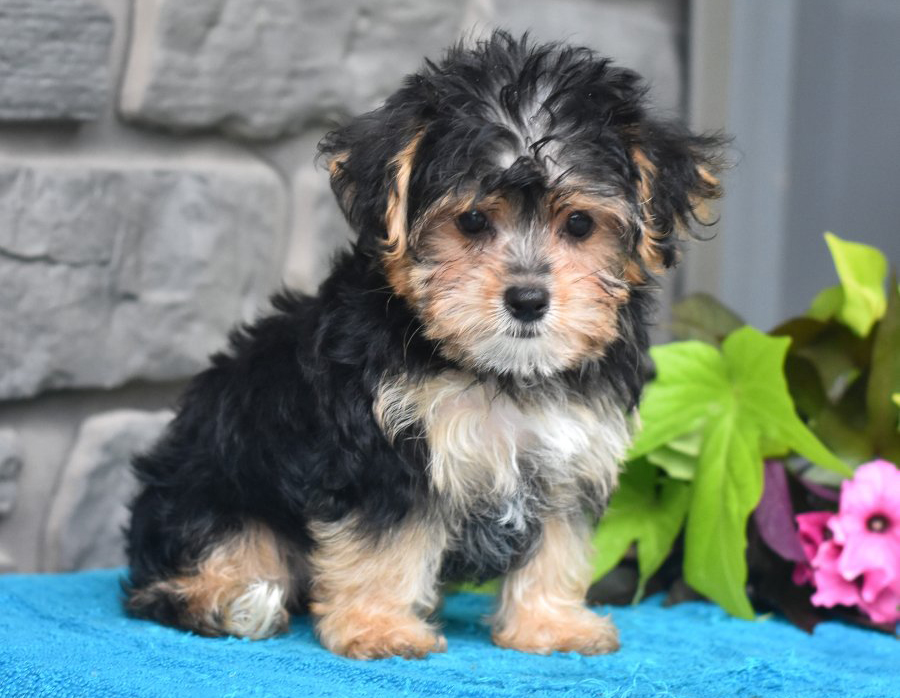 Einstein, a Yorkipoo puppy