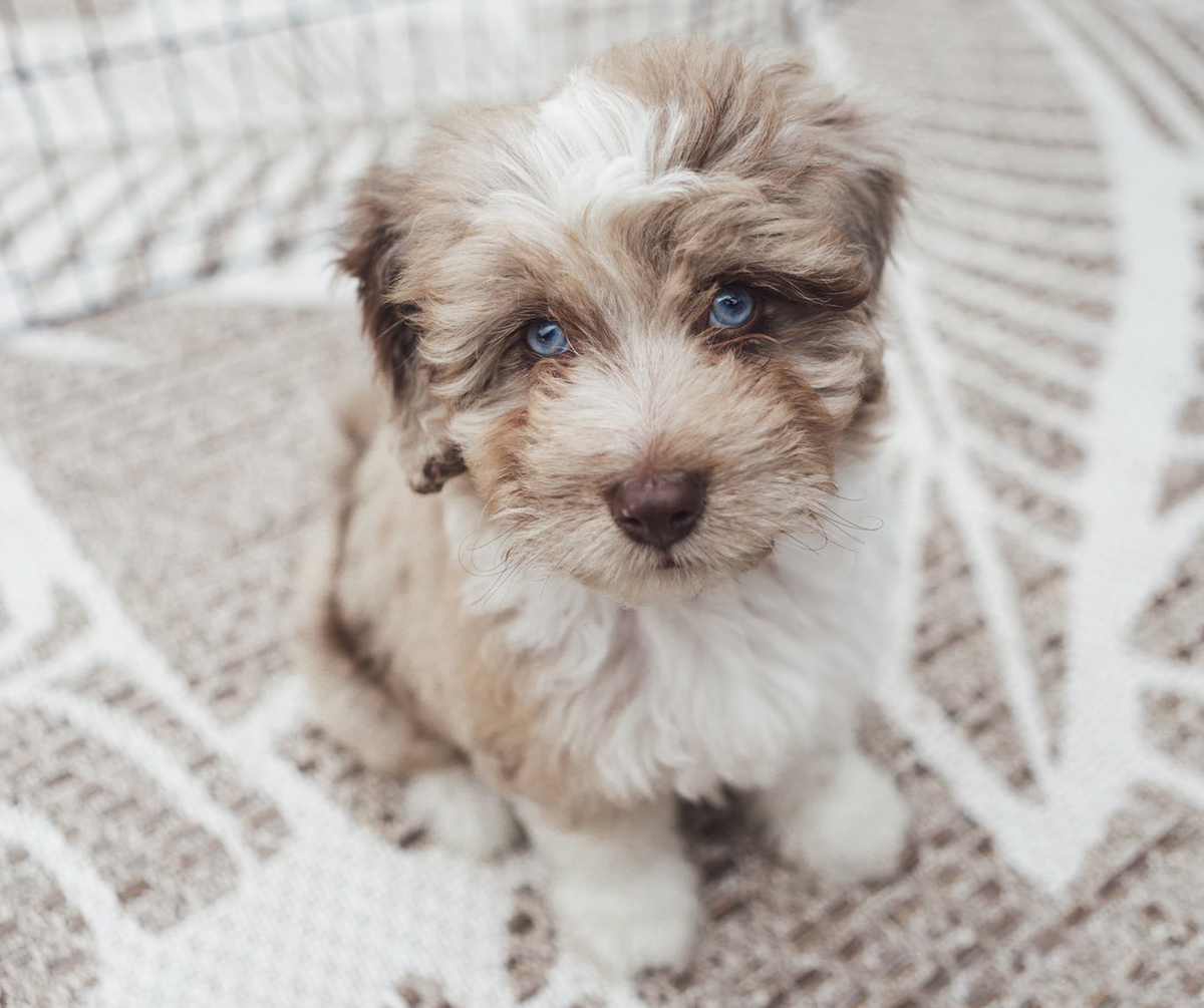 An Aussiedoodle puppy with blue eyes