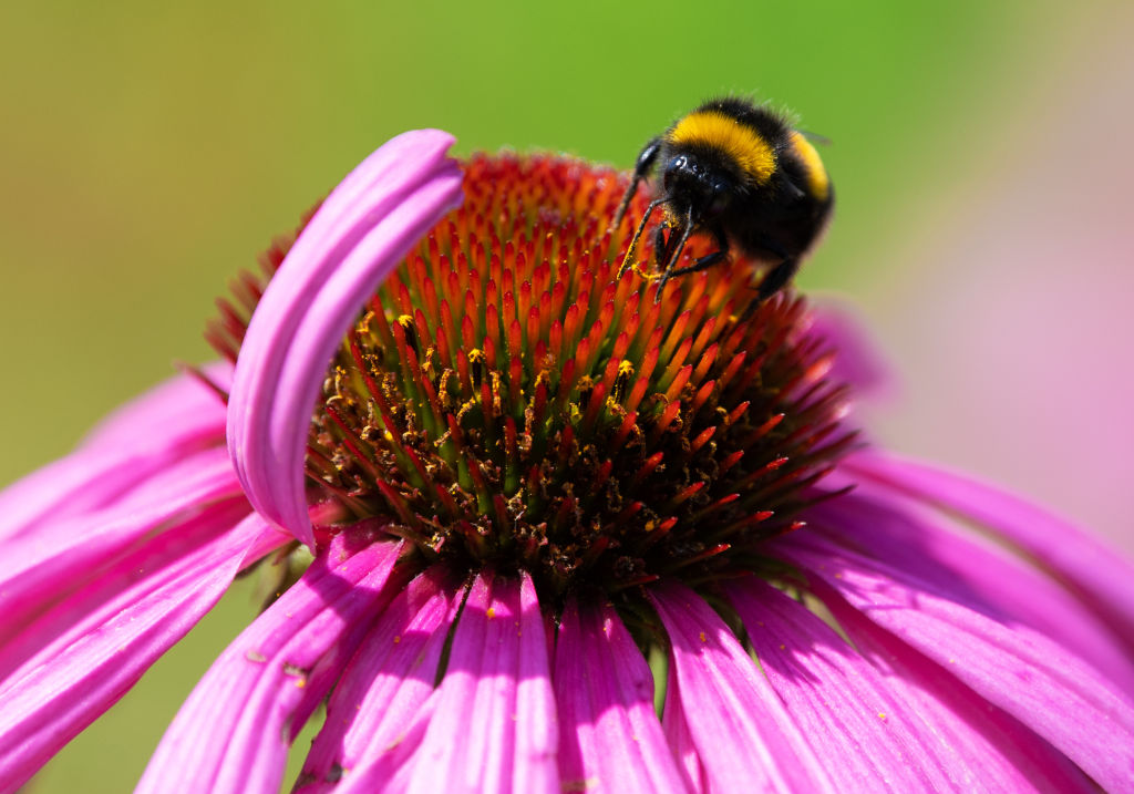 a bumblebee sitting on a pink and red flower