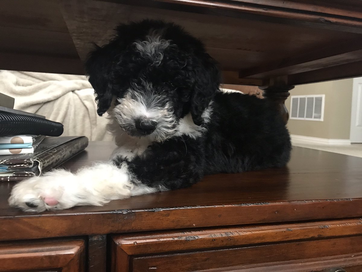 Bordoodle puppy sitting under a coffee table