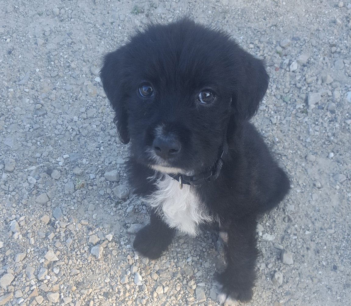 A Boxerdoodle puppy named Maya