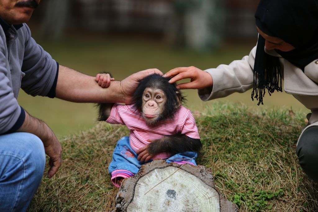 people petting a baby chimpanzee wearing baby clothes