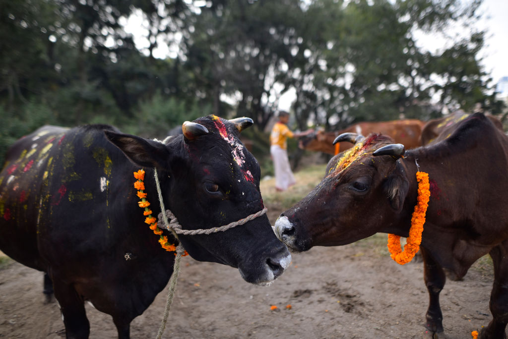 two cows with orange flower wreaths