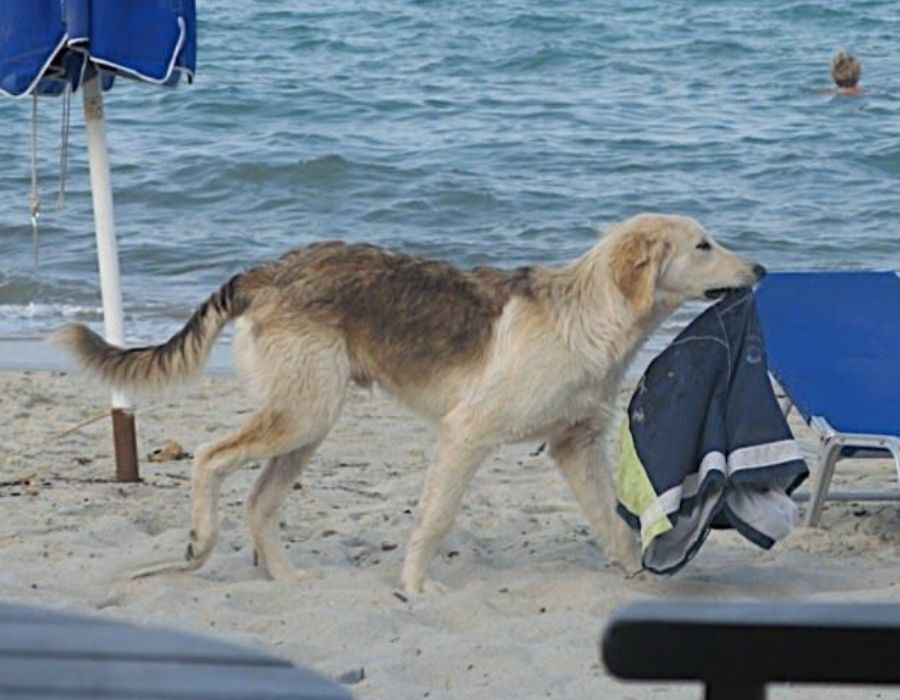 dog with a bathing suit that doesn't belong to him