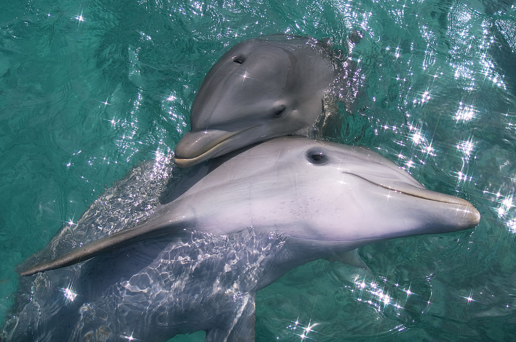 baby and mother dolphin snuggling in the water