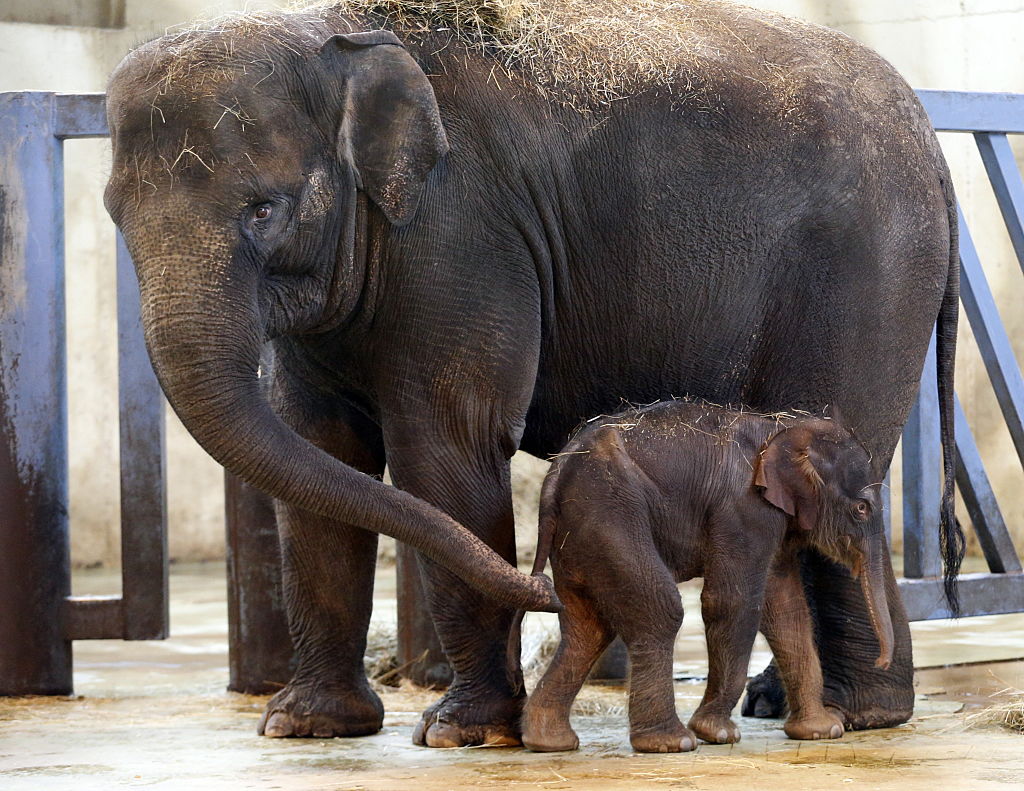 a mother and baby elephant in an enclosure at the zoo