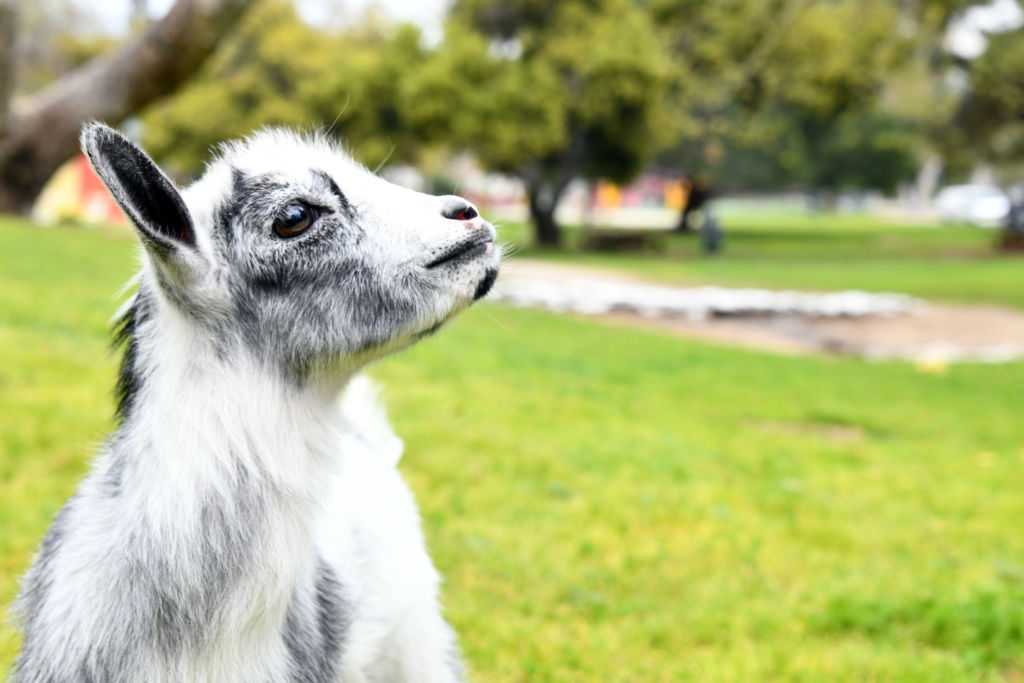 a baby goat on a grass field