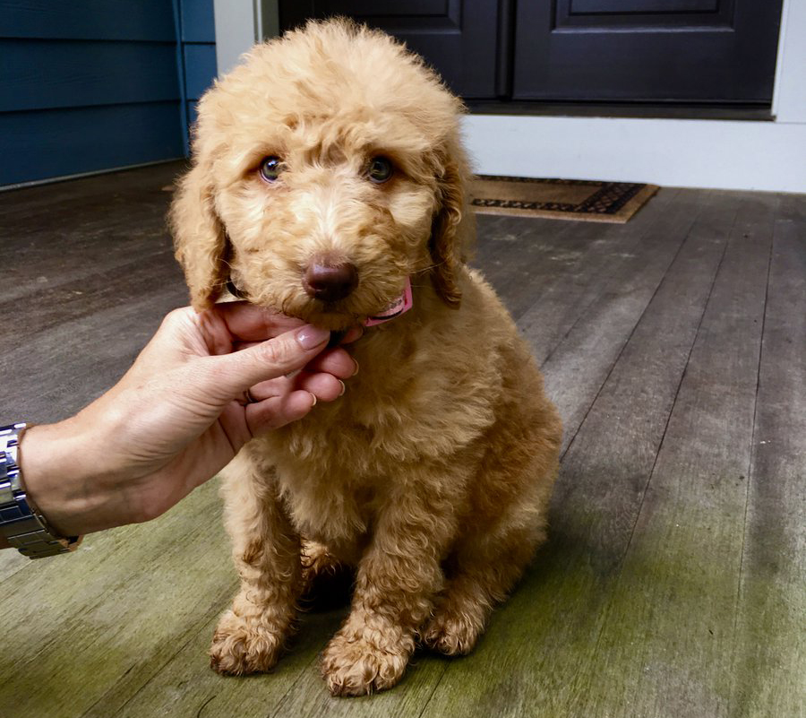 Eight-week-old Labradoodle named Nala