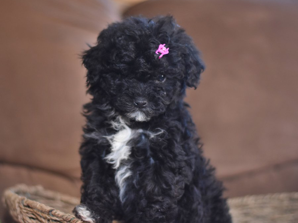 Lhasapoo puppy with black curly fur