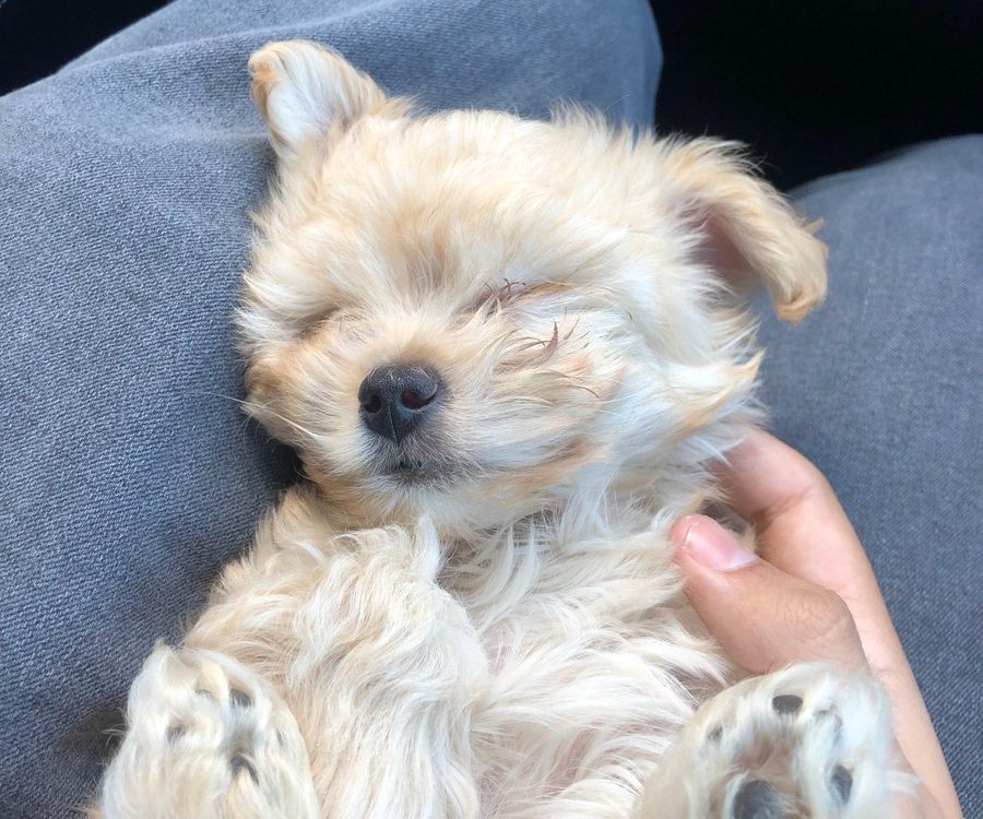 Maltipoo puppy lies on her owner's lap