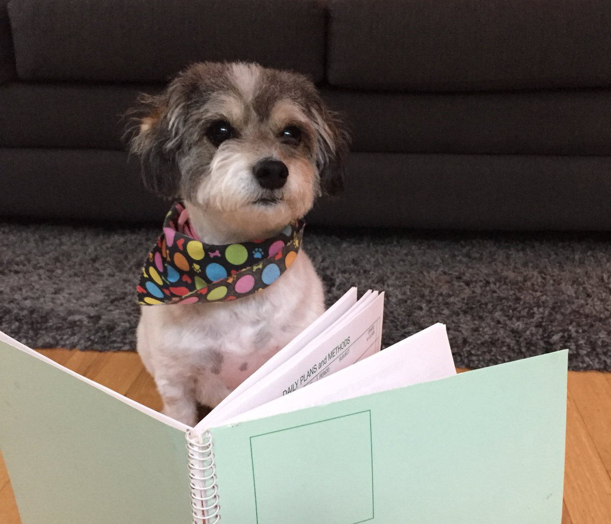 Papipoo named Daisy sits in front of a book