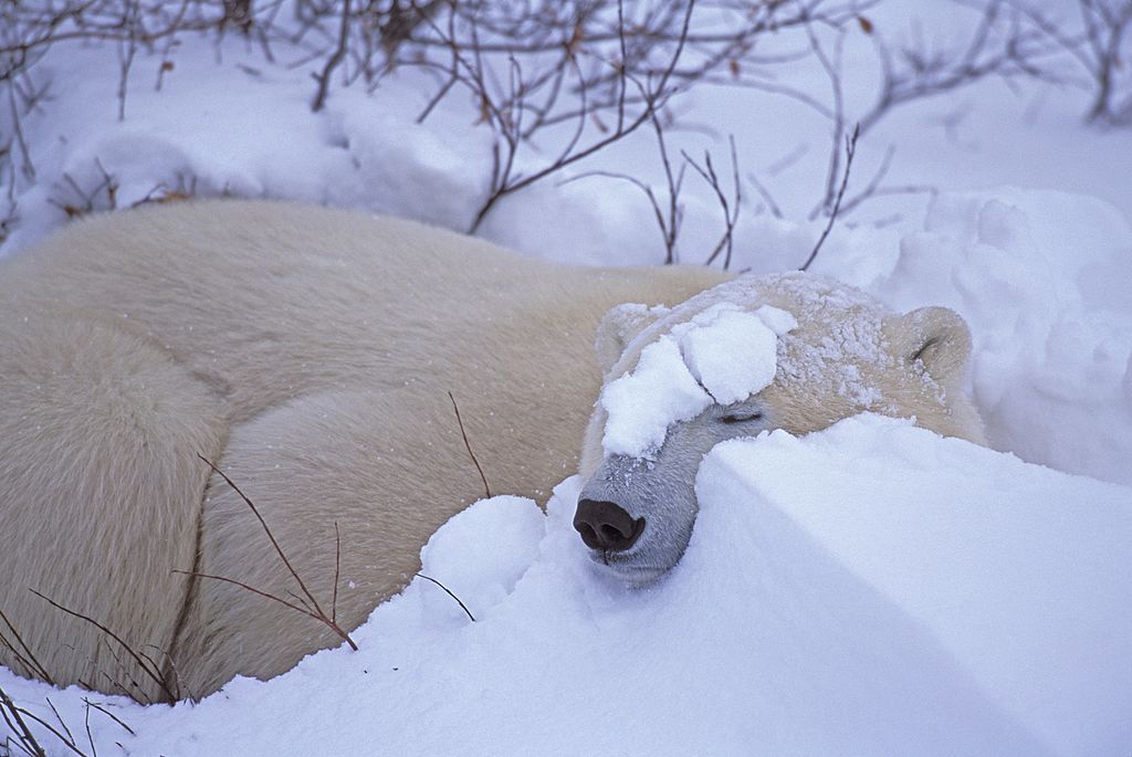 a polar bear sleeping in the snow