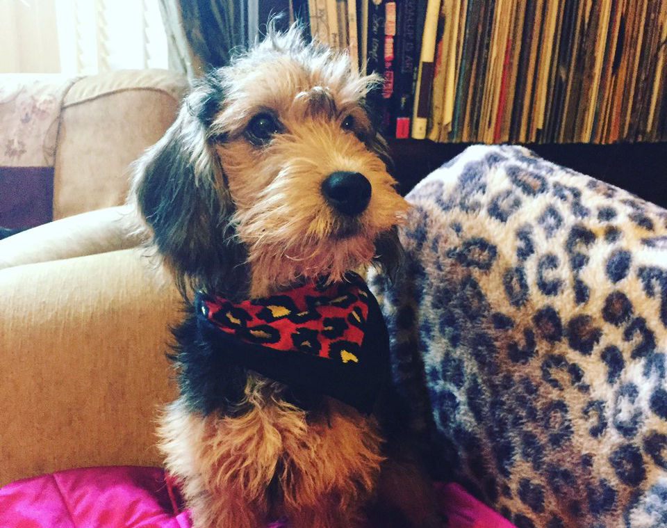 A Poogle wearing a bandana sits on a couch