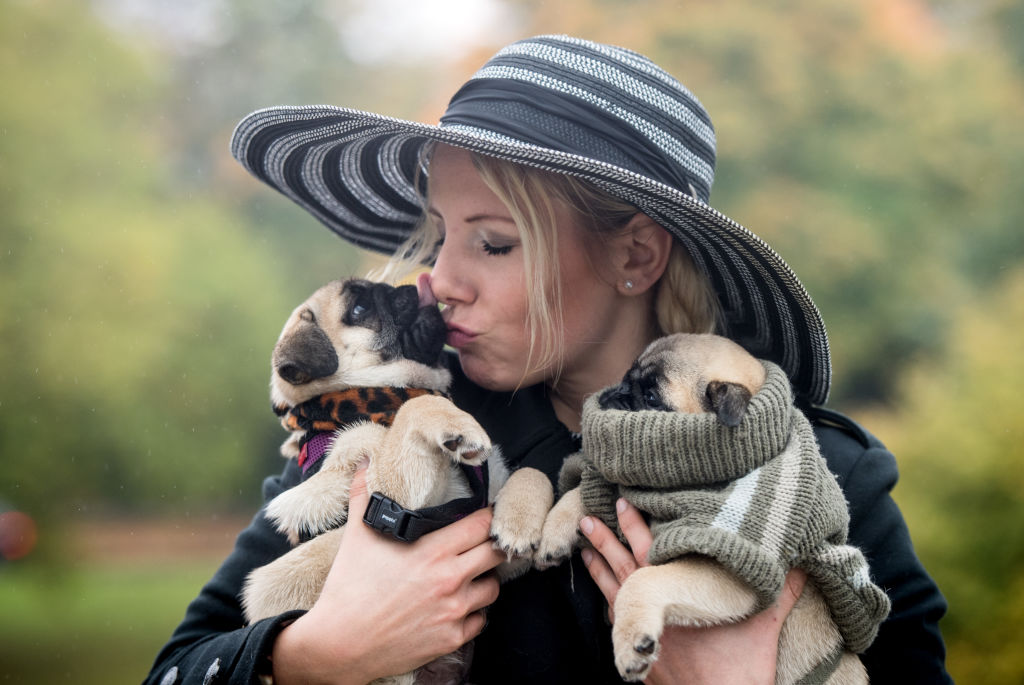 a woman holding two pug puppies