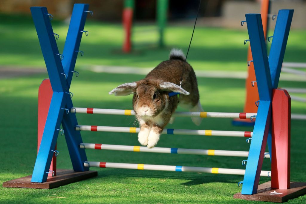 a rabbit jumping over an obstacle during a competition