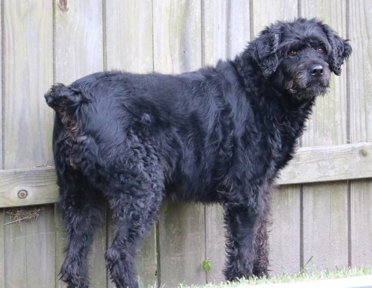 Adult Rottle named Precious