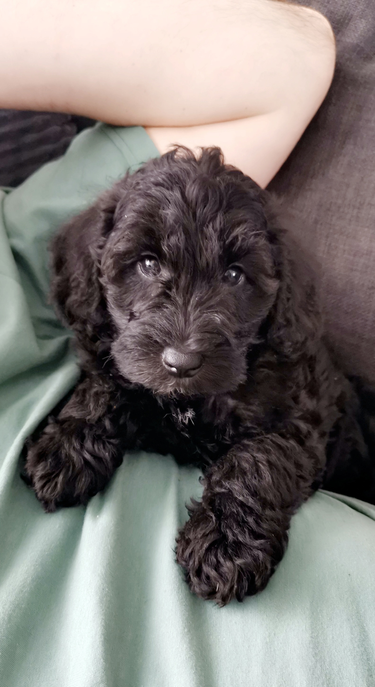 Schnoodle puppy named Lance lies on his owner's chest