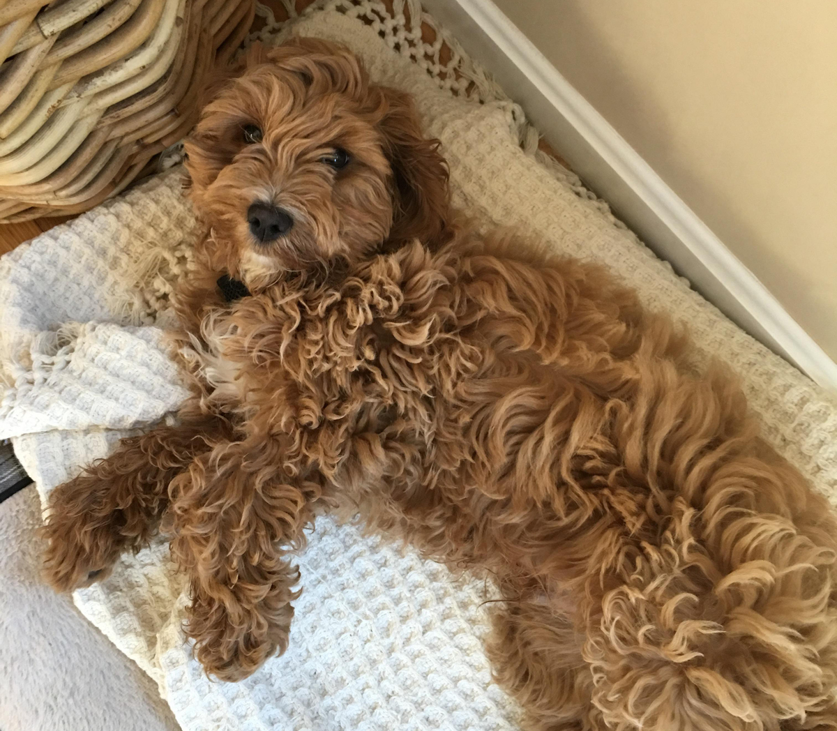 Sleepy Cockapoo puppy rests on a bed
