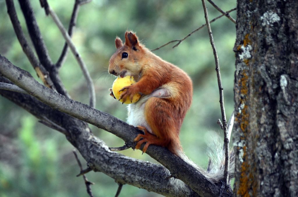 a squirrel eating on the limb of a tree