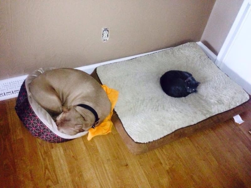 The Face Of Shame Vs. The Face Of Not Caring