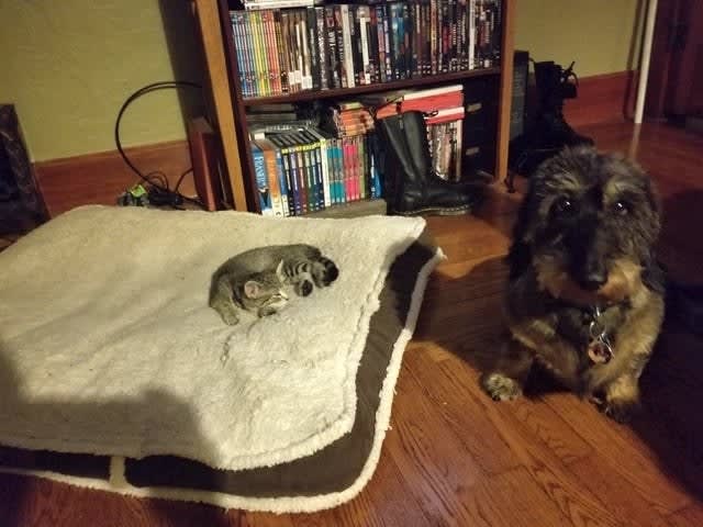 Possessed Cat Is Scaring The Dog