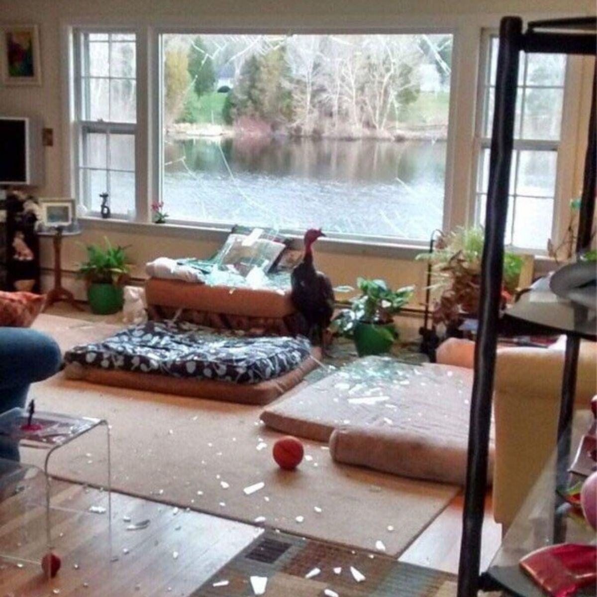 turkey in your house