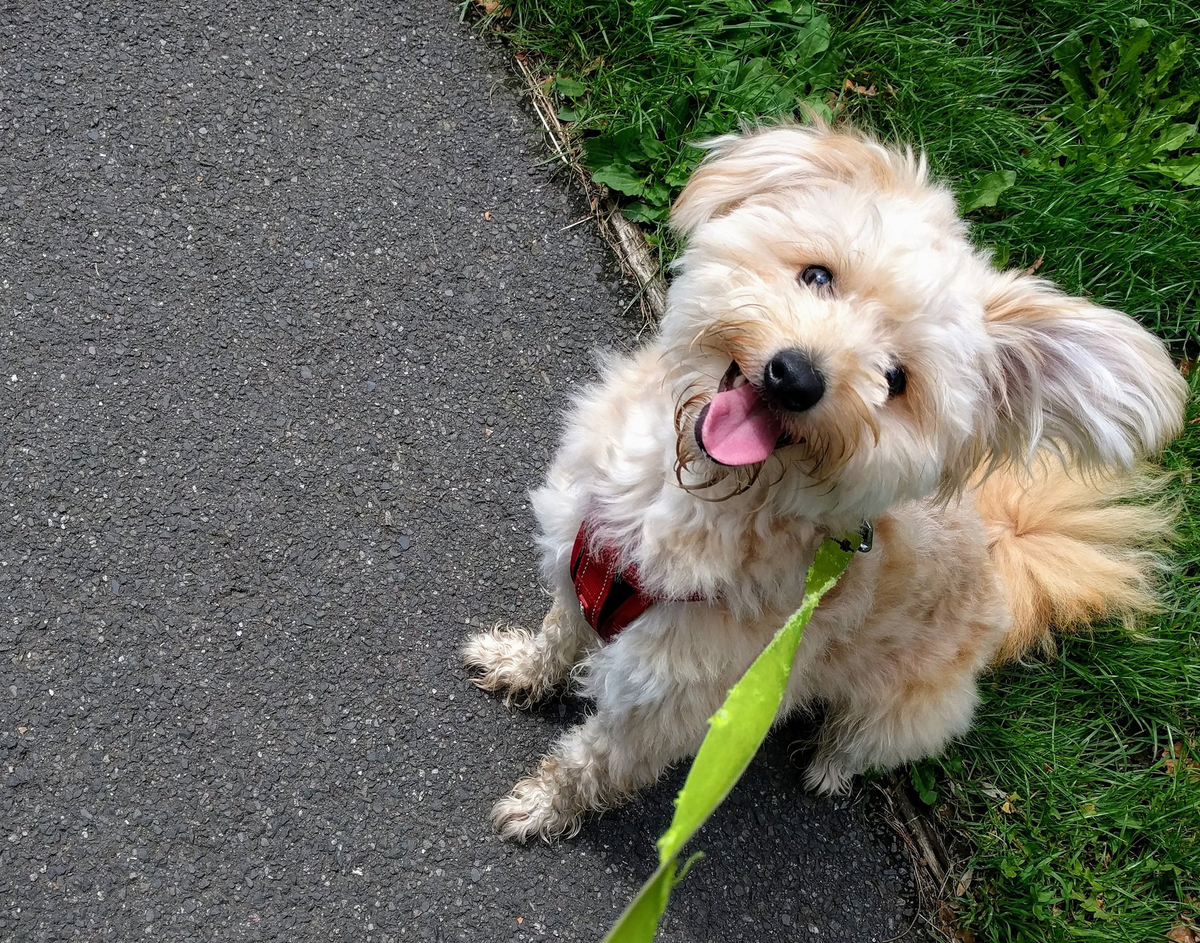 Pomapoo mix named Bow goes for a walk