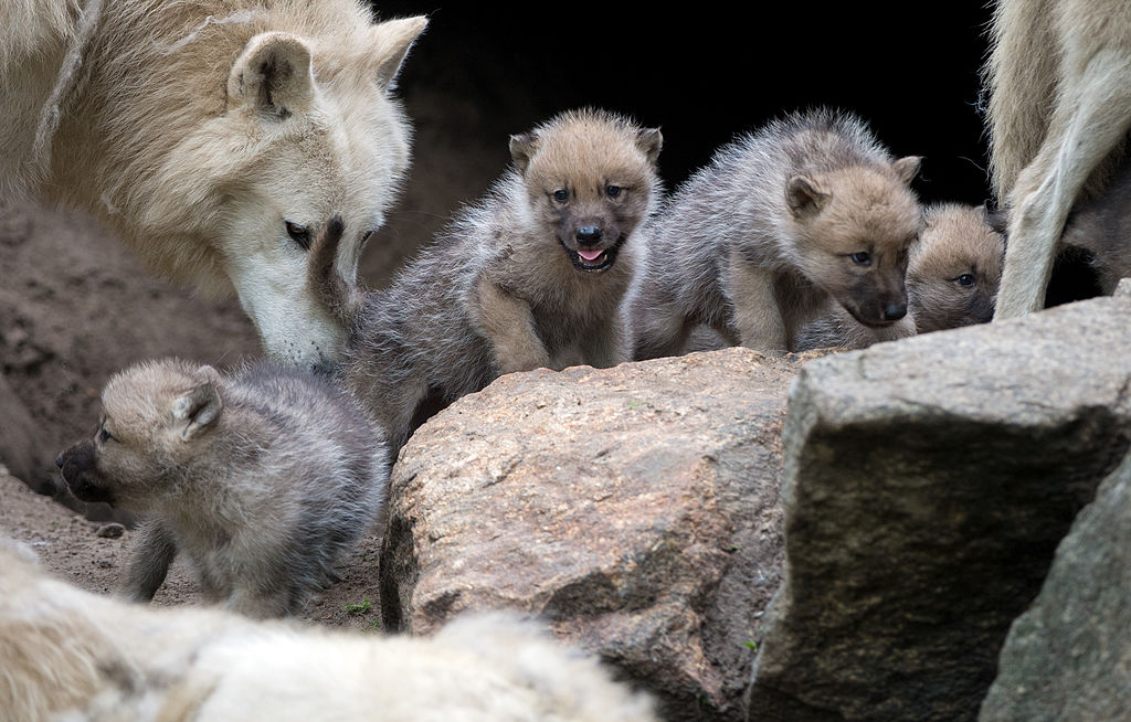 A wolf plays with one-month-old puppies in their enclosure