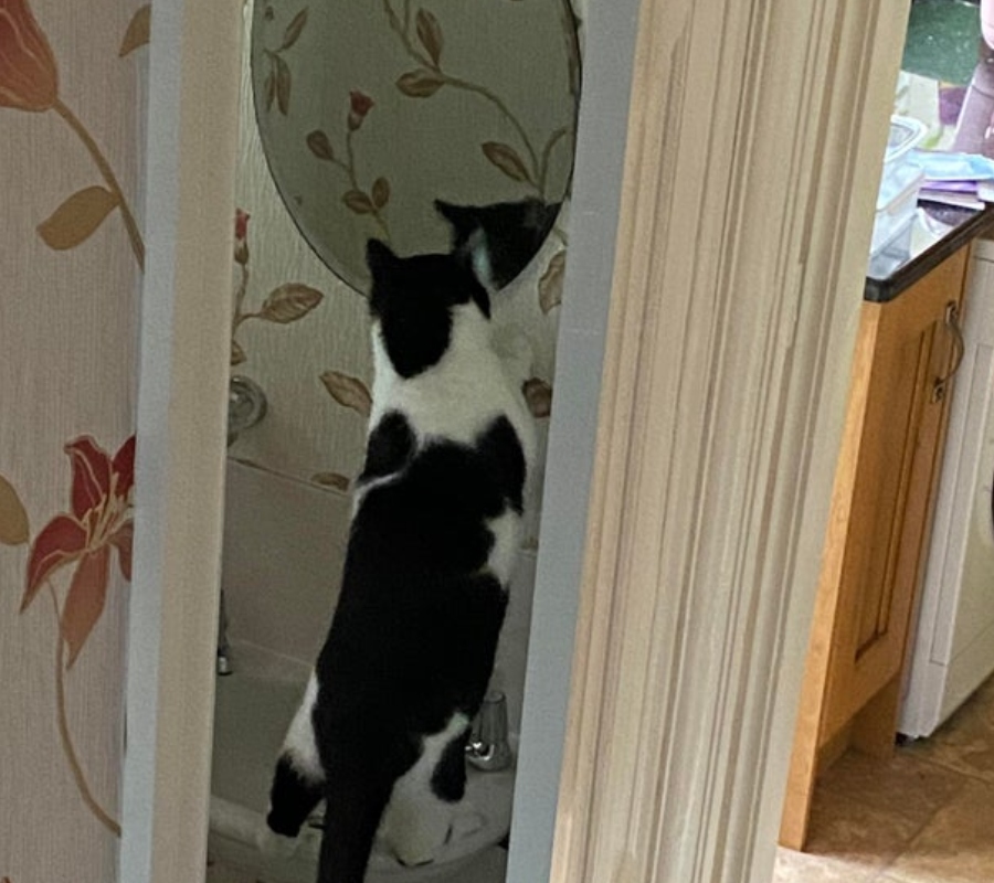 cat staring at herself in the mirror