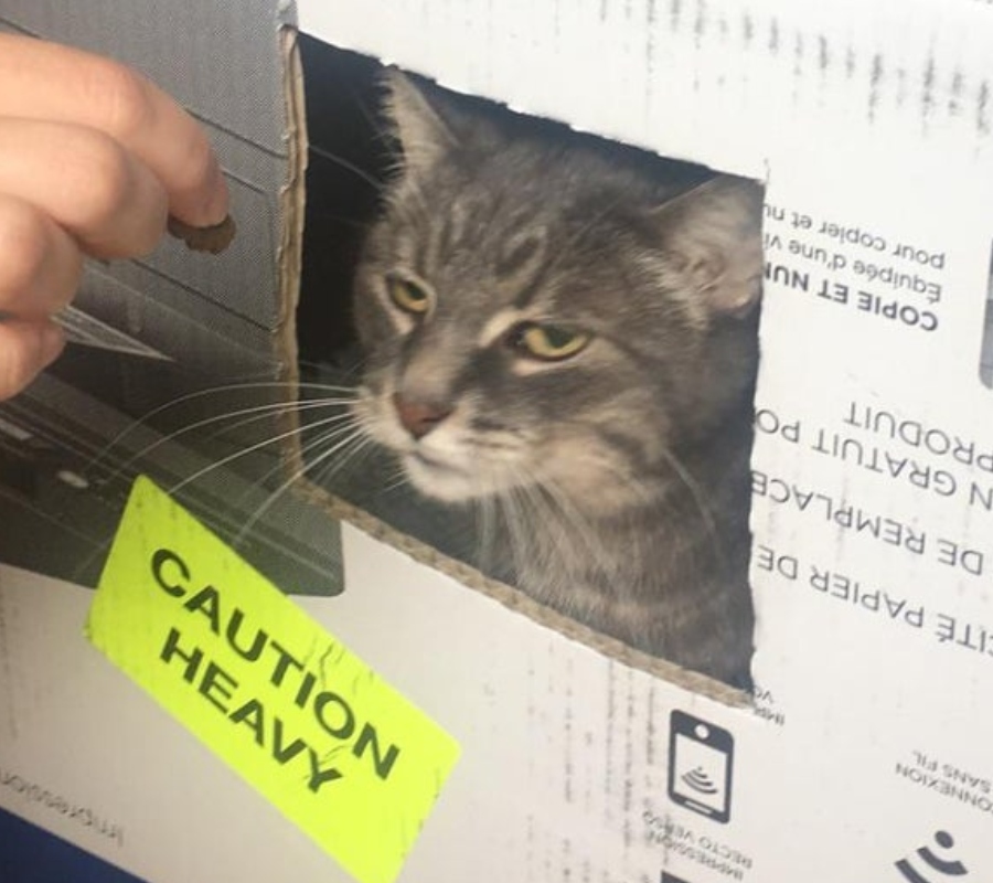 cat working at a drive thru window