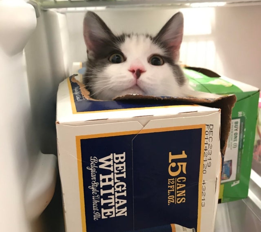 cat poking head out of beer case