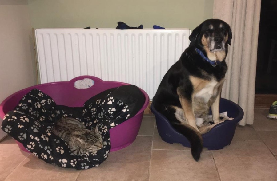 Cat and dog sitting in a bed together