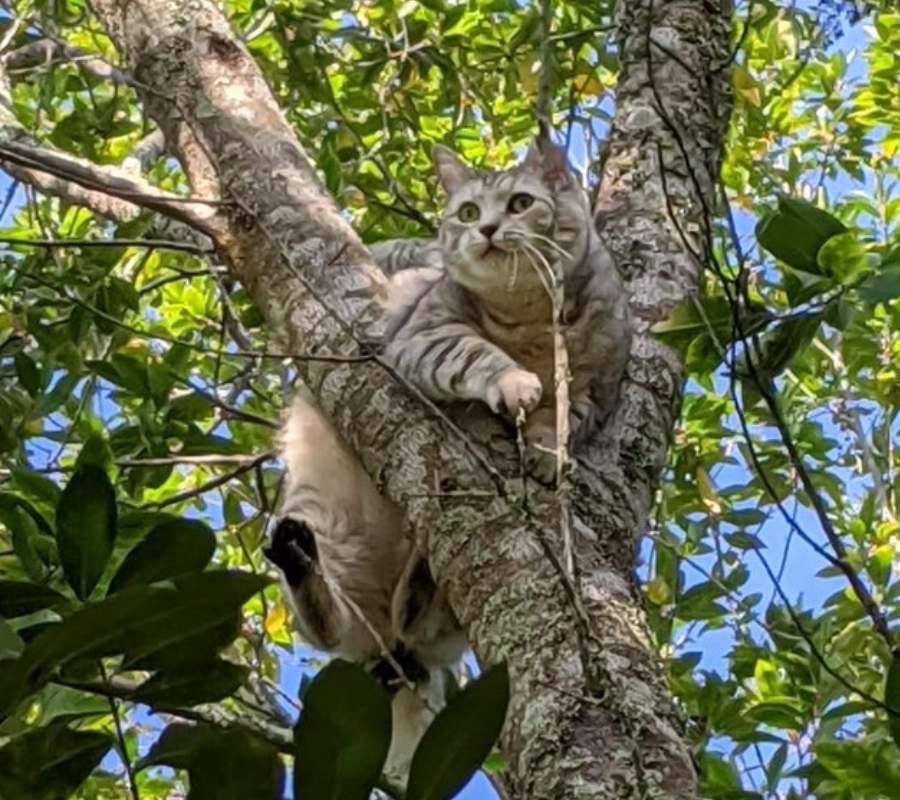 cat stuck in a tree