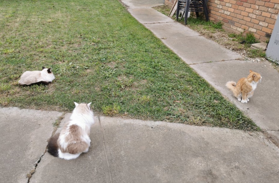 cat in the backyard ignoring other cats