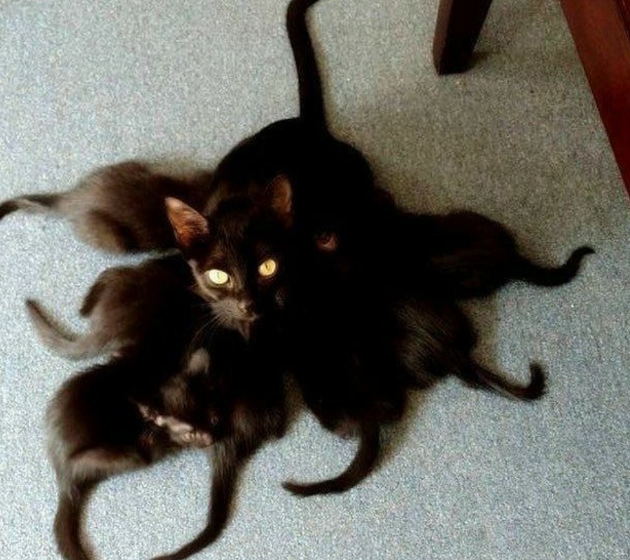 bunch of cats lying on the ground chilling