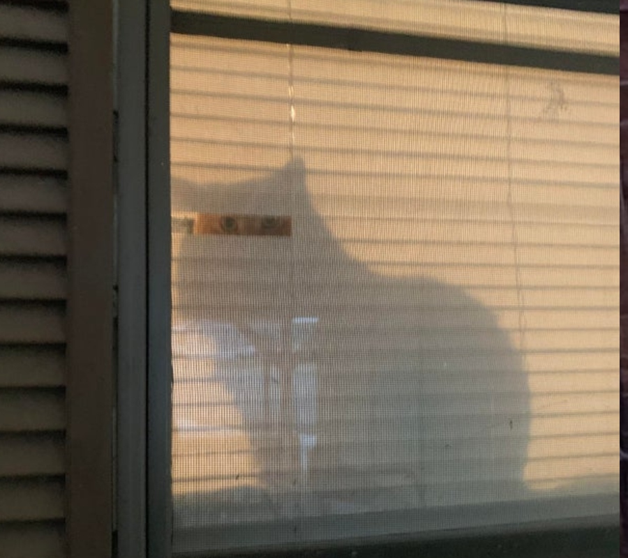 cat looking out hole in the blinds