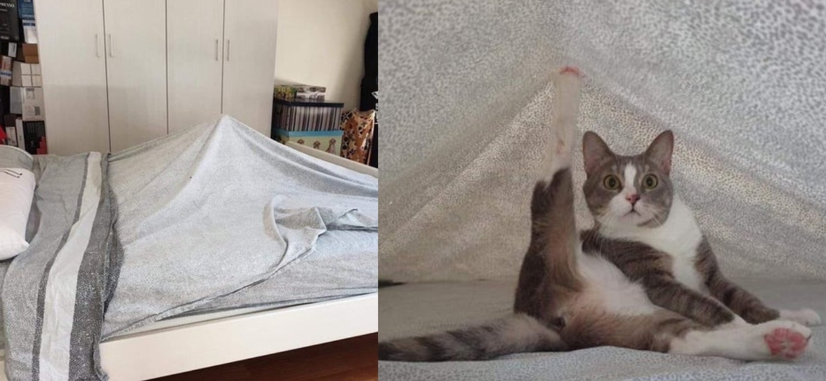 cat hanging out under covers