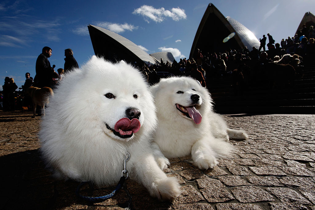 Two Samoyeds lounge on the concrete at a music event in sunny Australia.