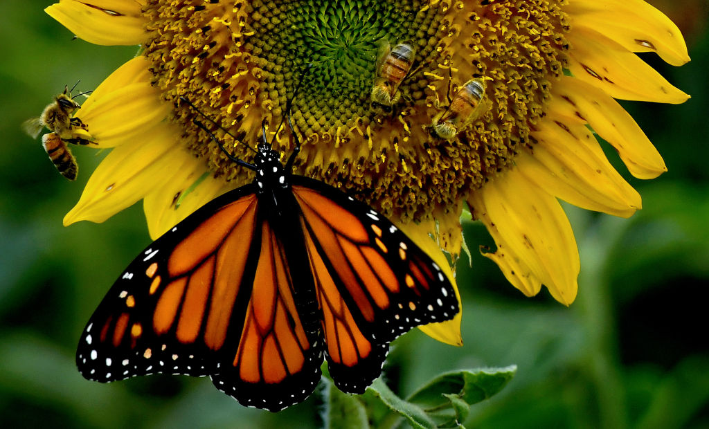 Three bees and a butterfly crawl on a sunflower.