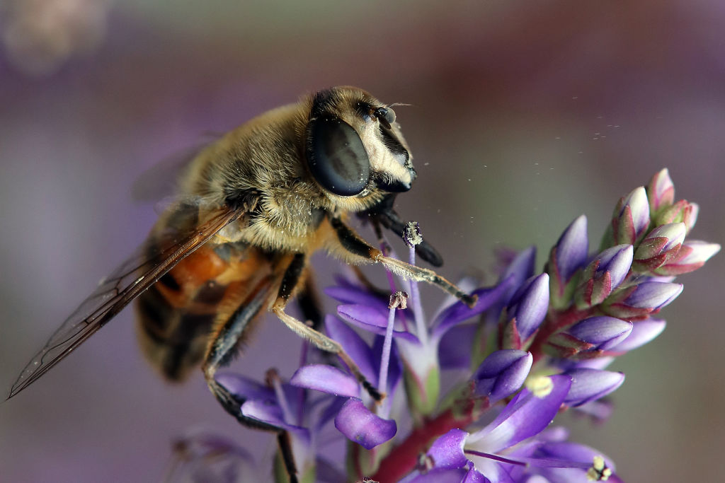 A close-up shot shows the giant eyes of a bee that is perched on a flower.