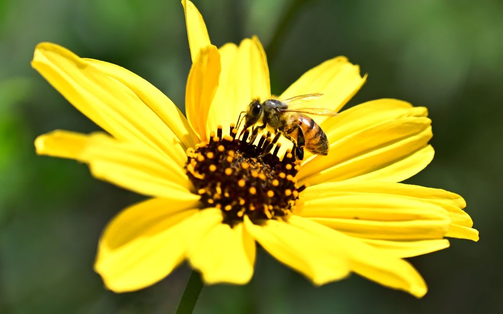 A bee lands in the middle of a yellow flower.