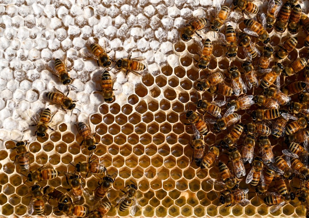 Bees crawl along hive cells full of honey.