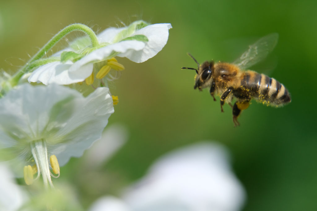 A bee flies near a flower.