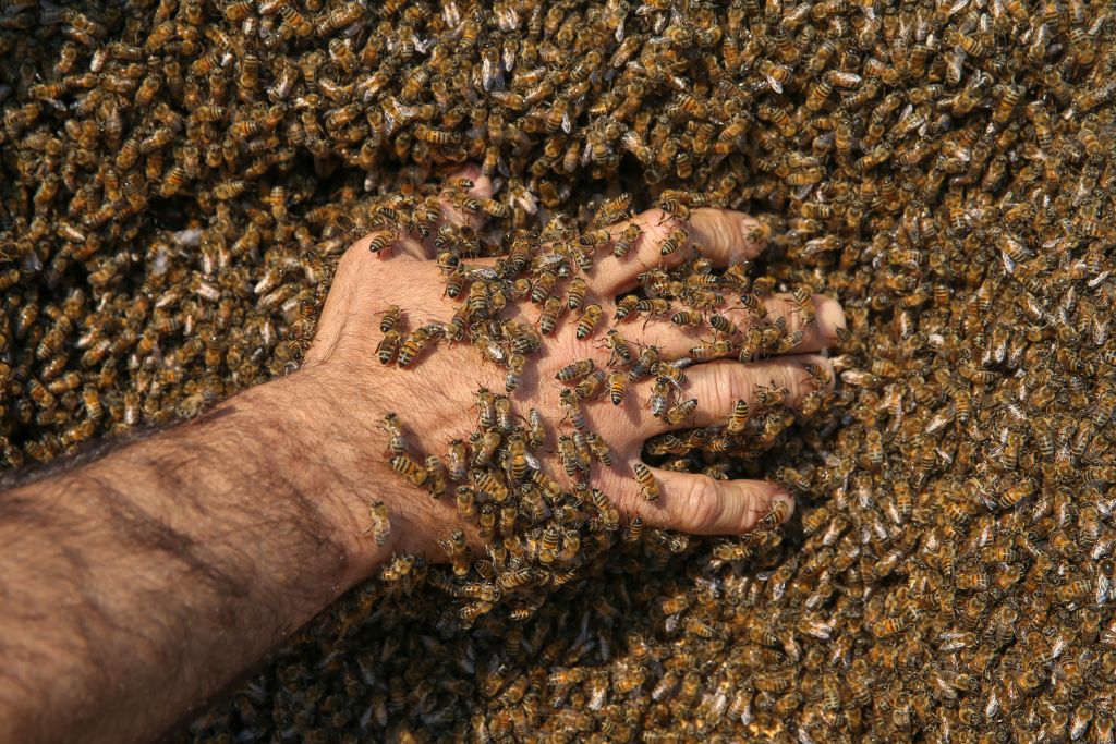 A person reaches into a pile of bees.