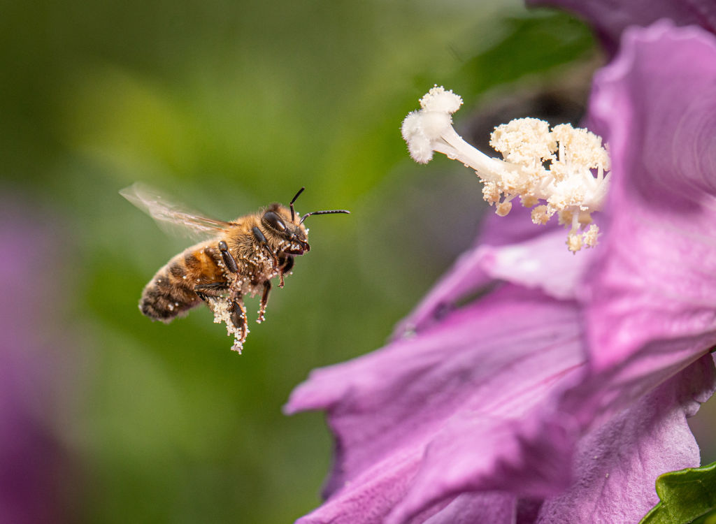 A bee flies out of a flower covered in pollen.