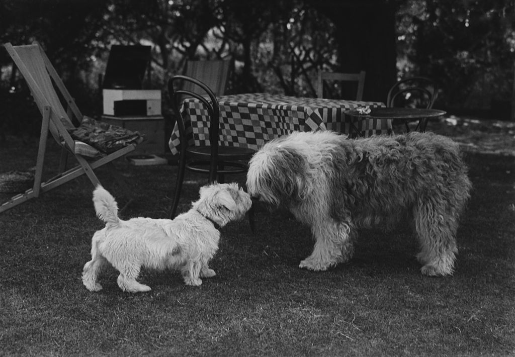 A black and white photo shows two dogs putting their noses together.
