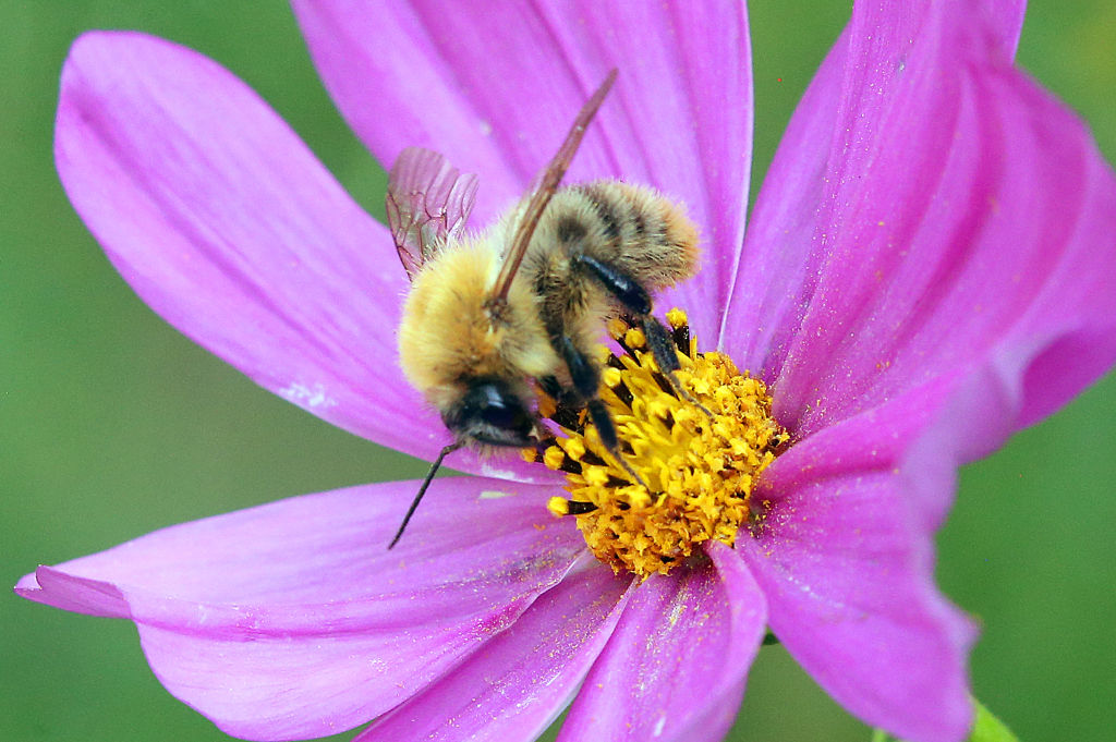 A bee positions itself at the center of a flower.