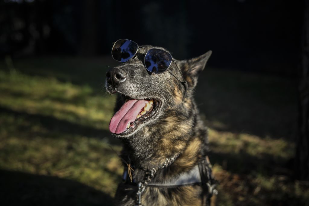 Dogs Sweat By Panting 