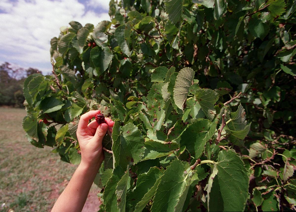 Person picks mulberry fruit off of a tree.