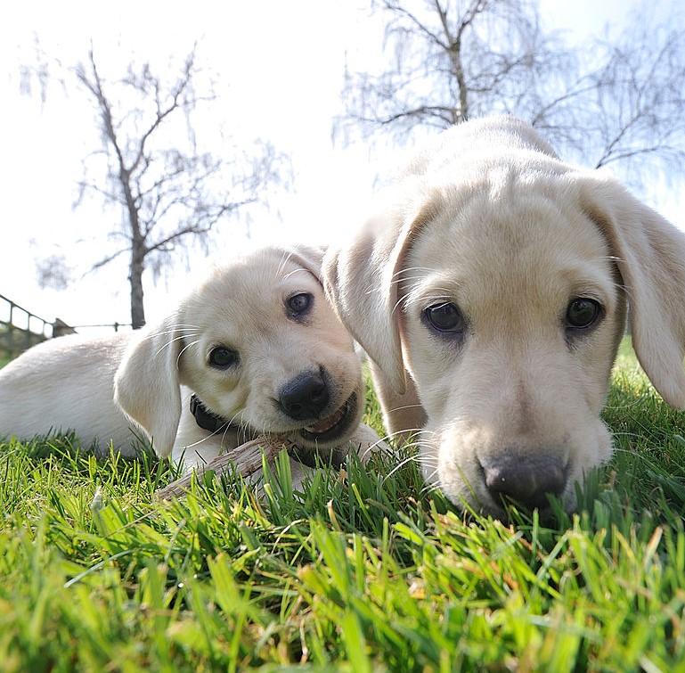 A pup chews a stick near another pup whose nose is pointed in the grass.